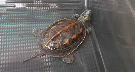 養斑龜 2006年出生
